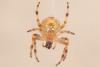 Araneus diadematus